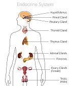 أنواع الغدد و الهرمونات عند الإنسان
