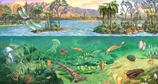 حقبة الحياة القديمة paleozoic