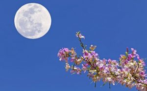 القمر العملاق "قمر الورود"