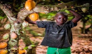 عمالة الاطفال مزارع الكاكاو 